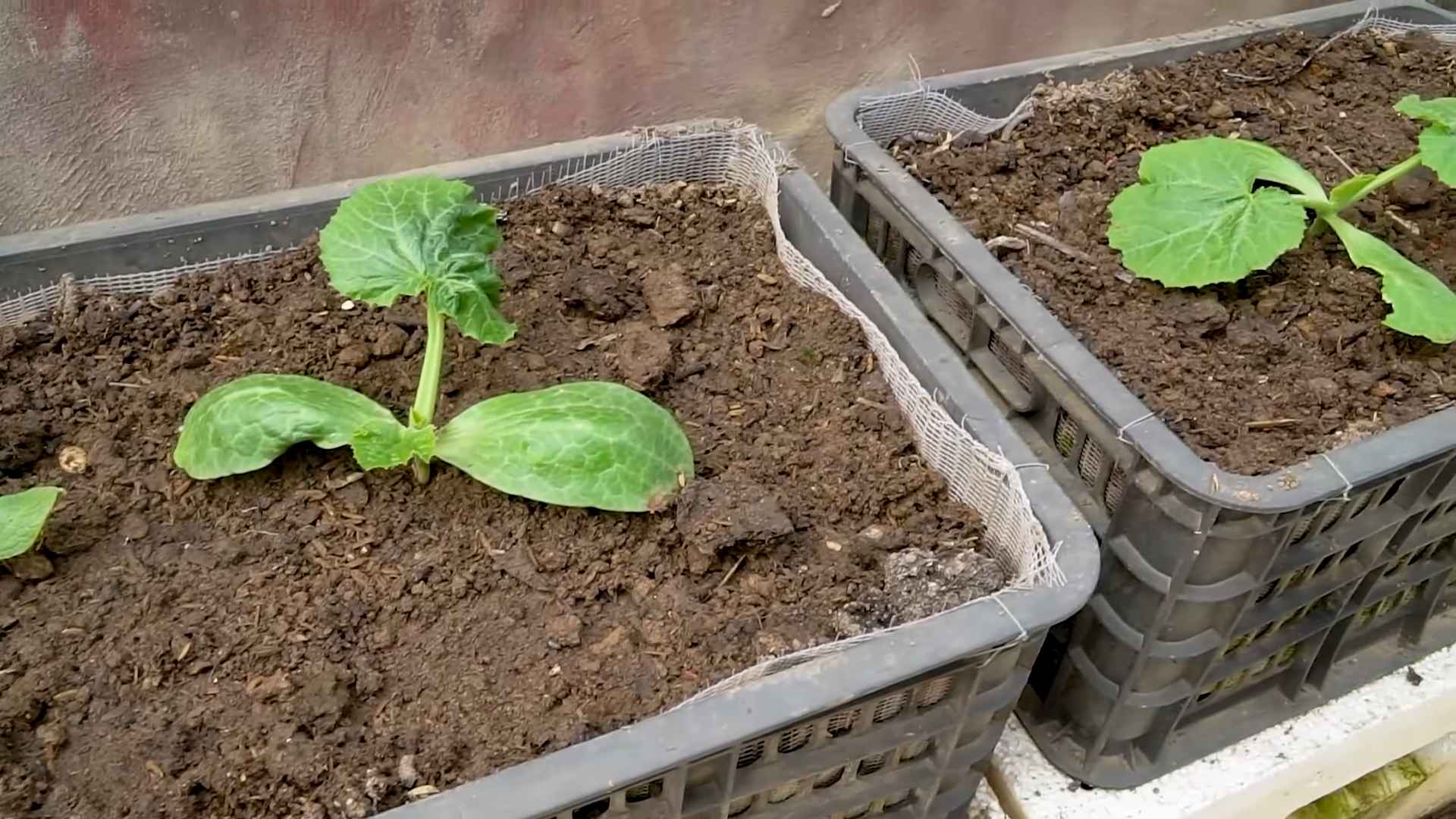 Zucchini Anbau Selten Einfach