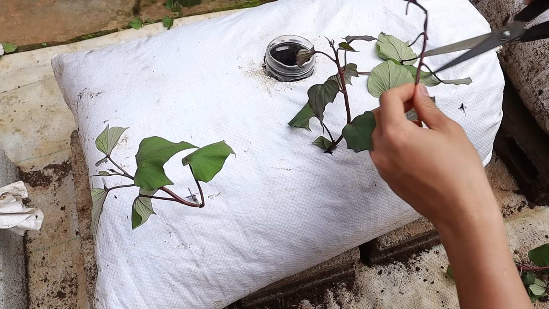 Süßkartoffeln im Topfgarten anbauen