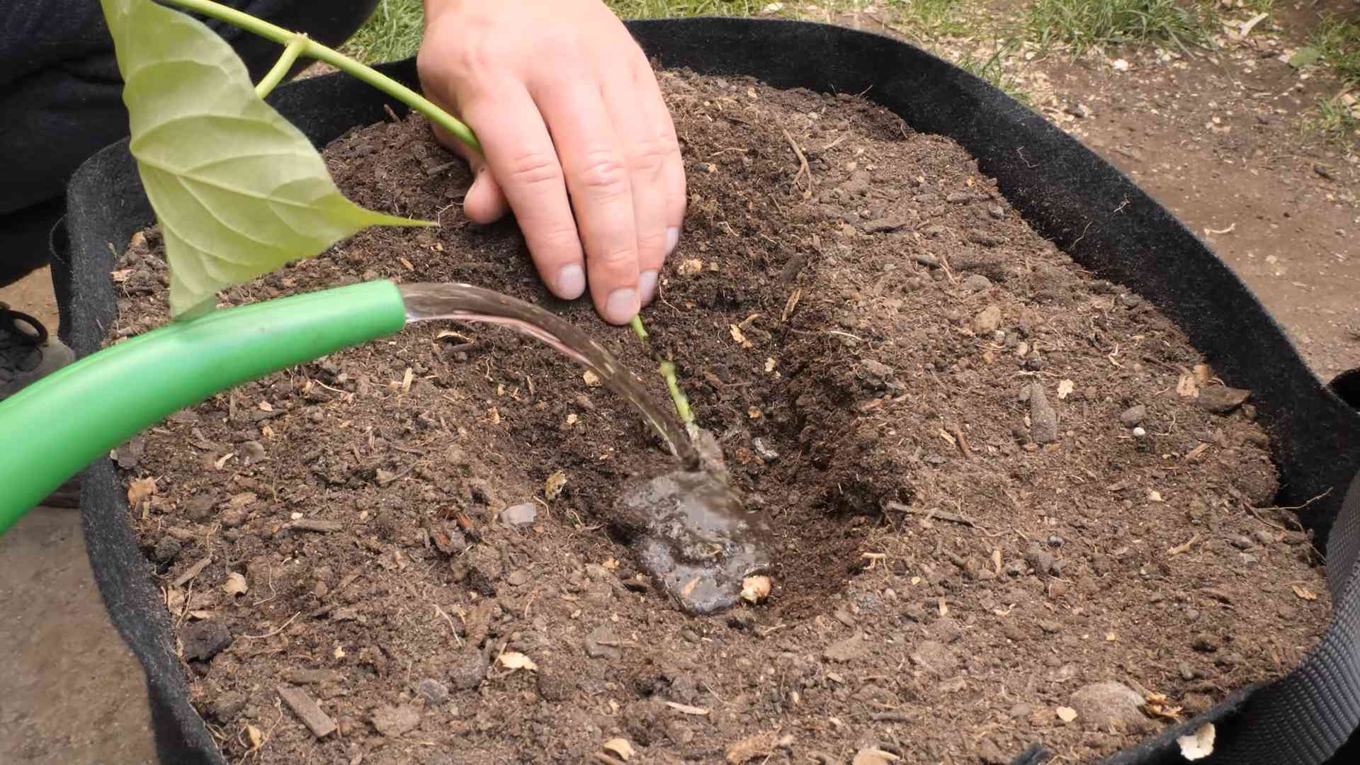 Süßkartoffeln anbauen Trick