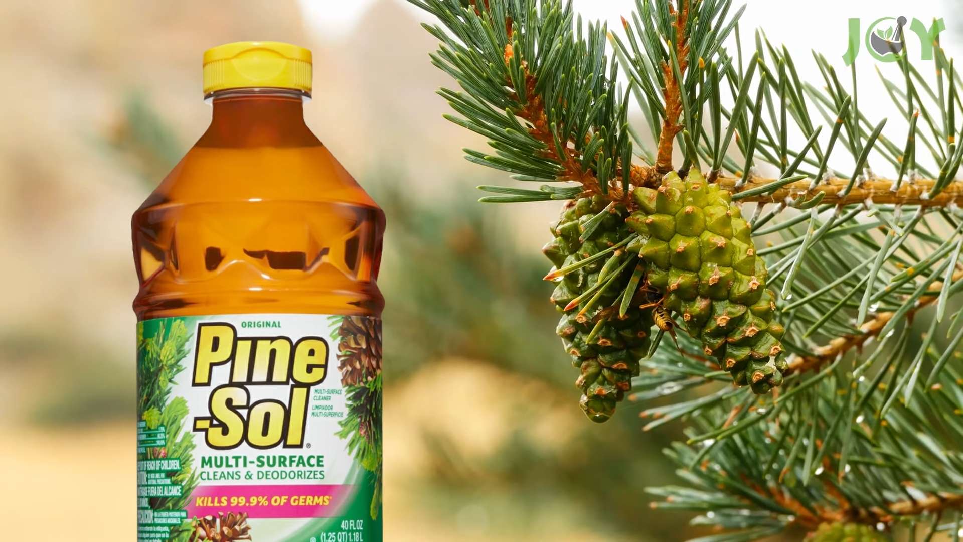 Pine Sol Anwendungen Zuhause