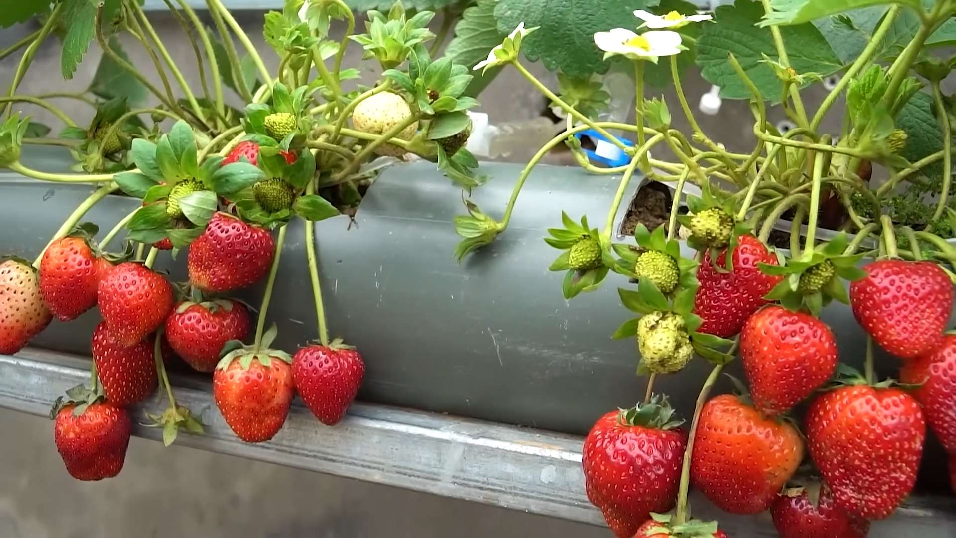 Erdbeeren zu Hause anbauen