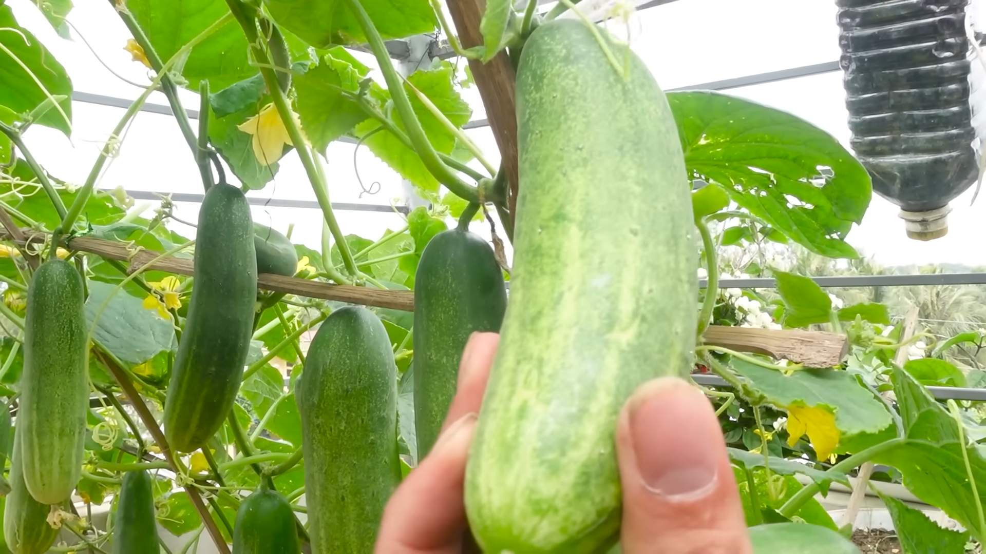 Gurken anbauen leicht gemacht