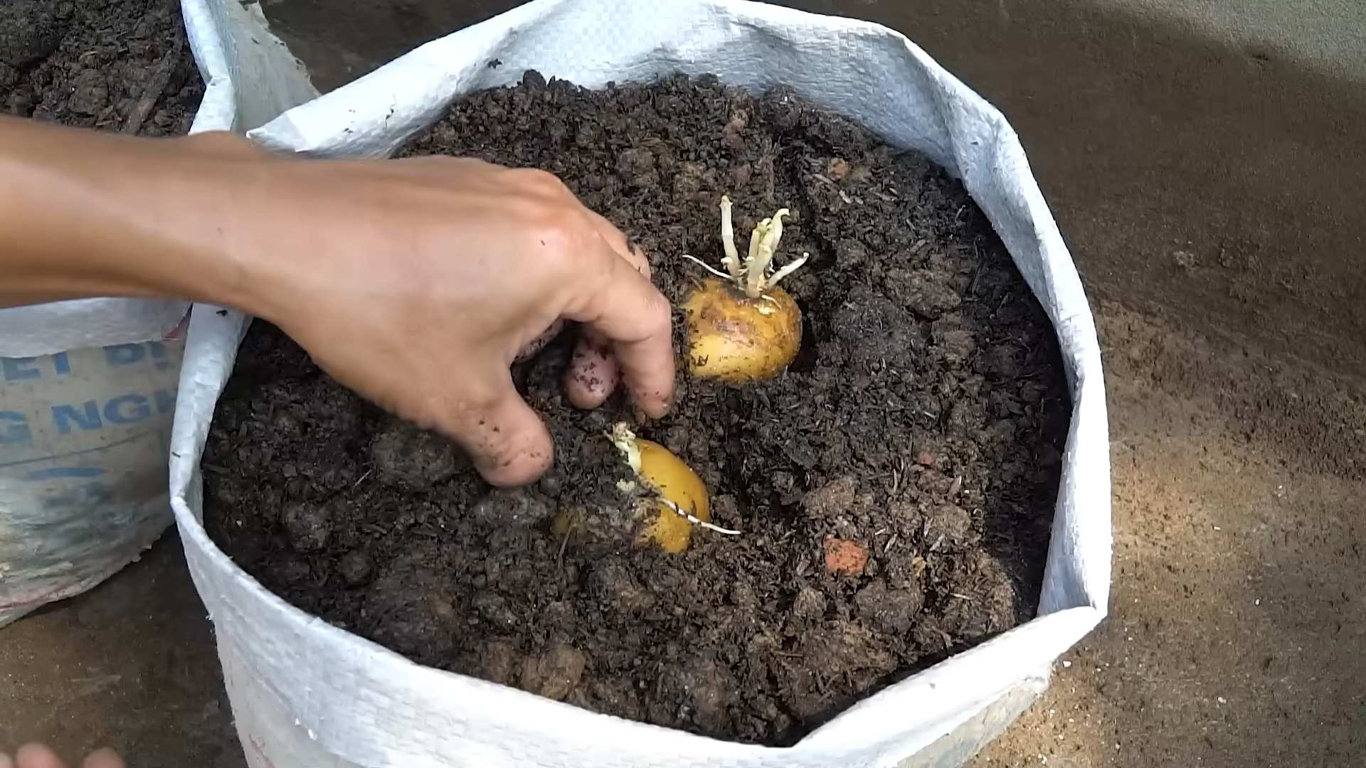 Kartoffeln einfach selbst anbauen