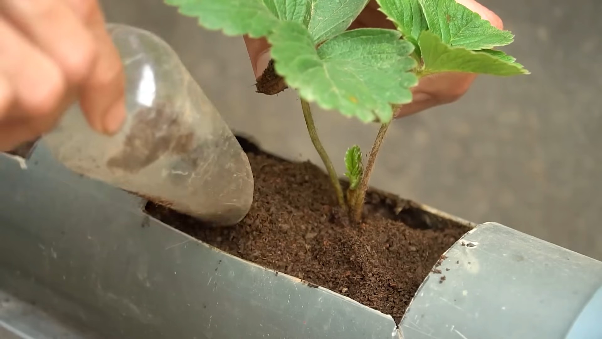 Erdbeeren zu Hause anbauen
