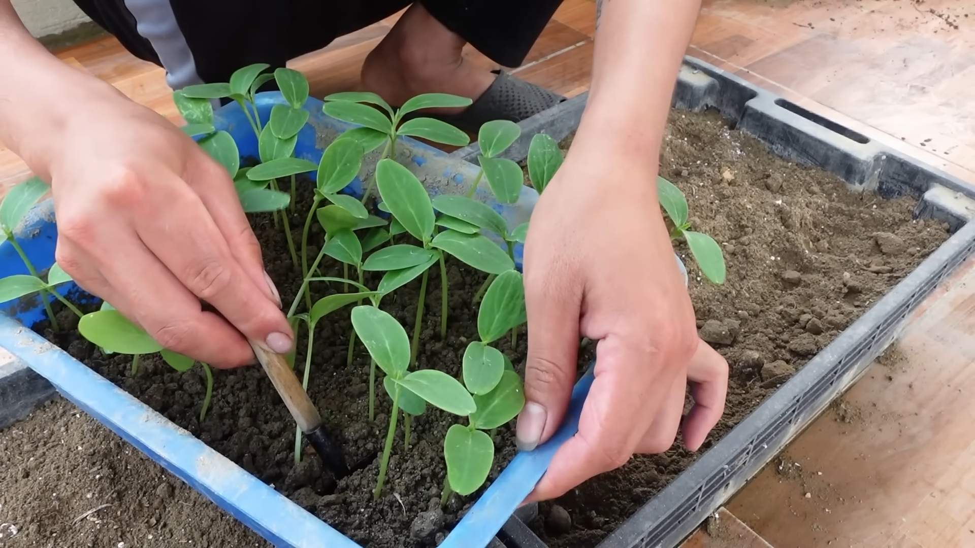Gurken anbauen leicht gemacht
