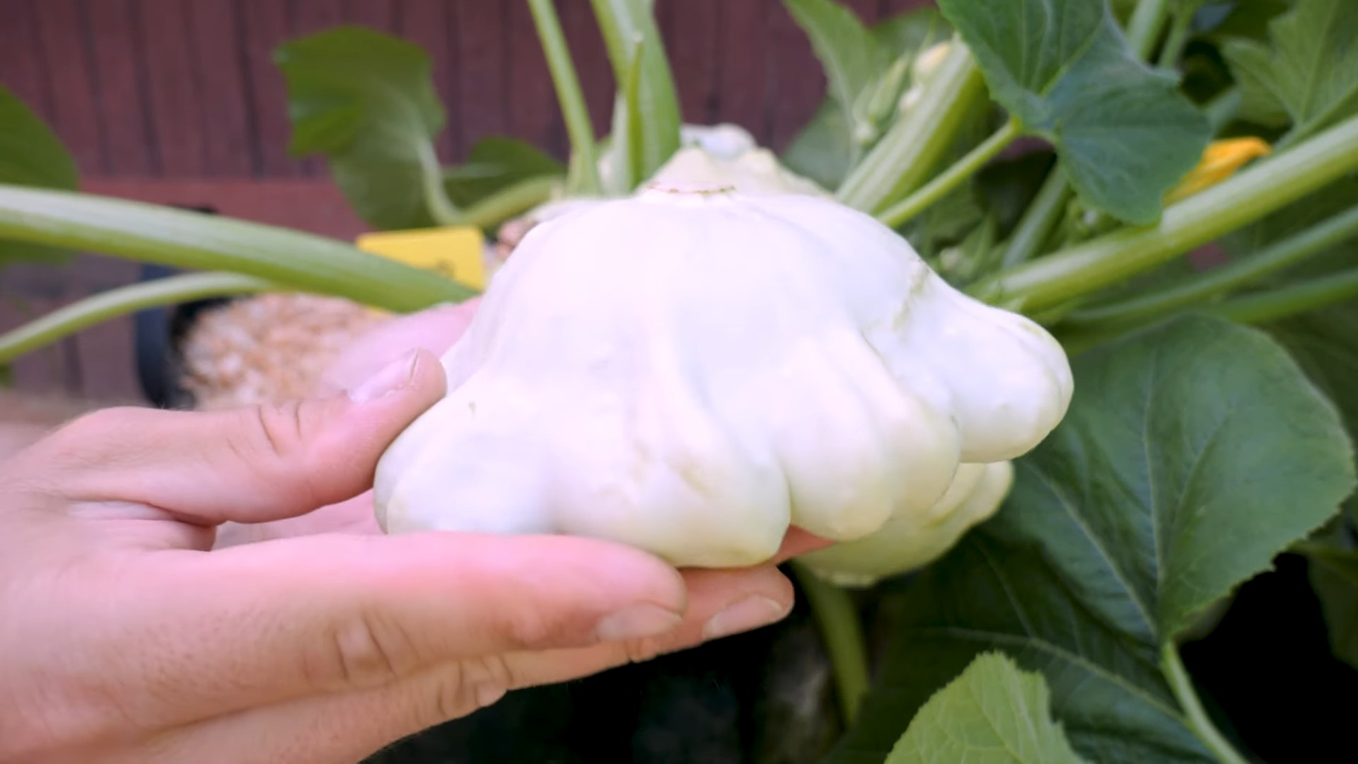 Sommerkürbis Anbau Einfach Gemacht