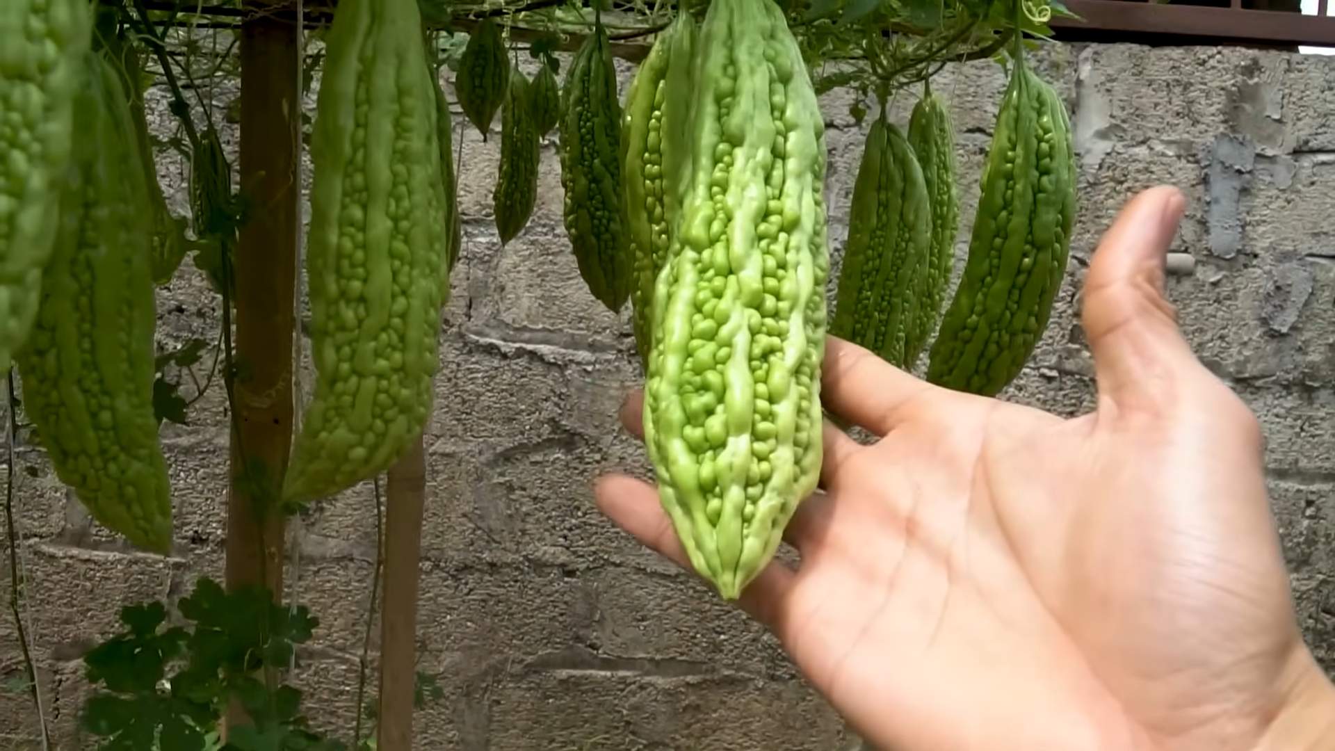 Bittermelone Anbautipps für Gärtner