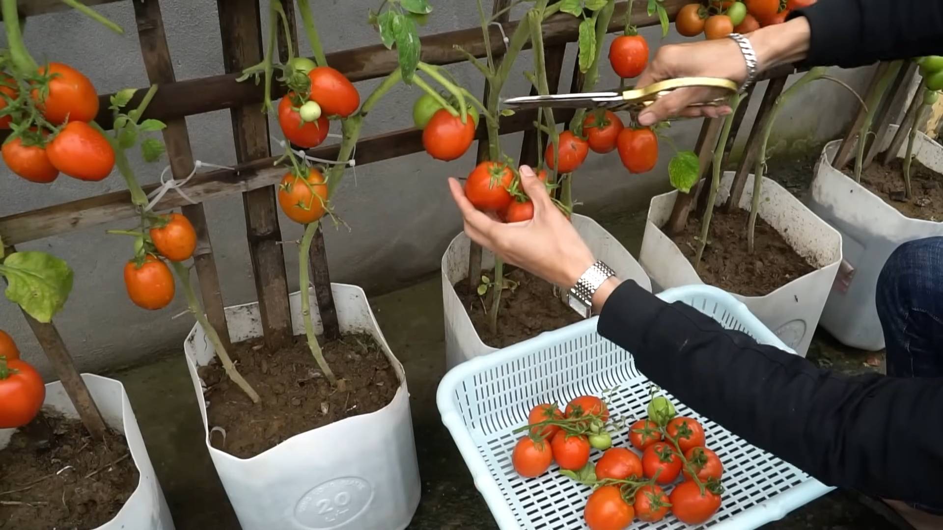 Tomaten Ernte steigern
