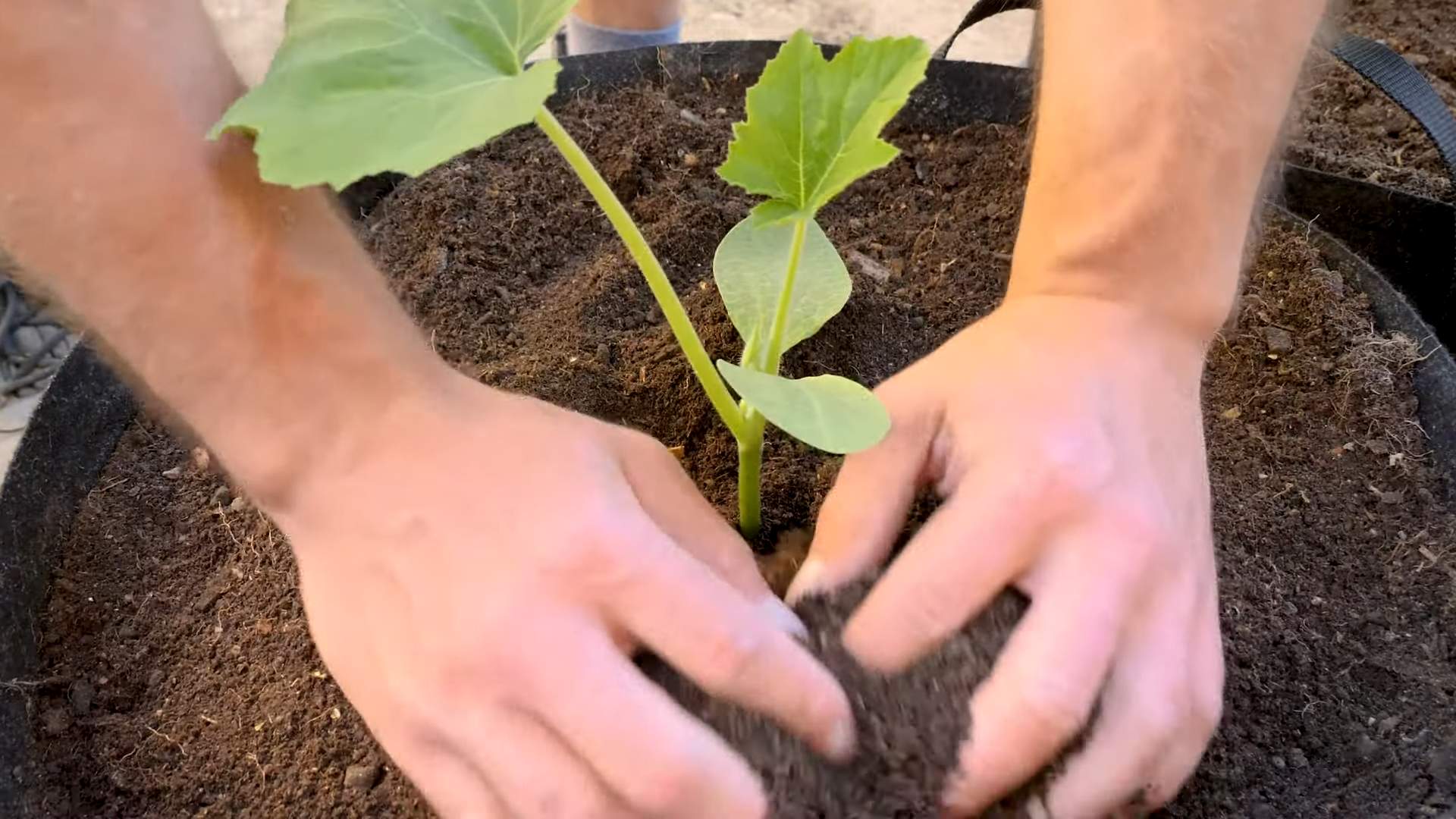 Sommerkürbis Anbau Einfach Gemacht