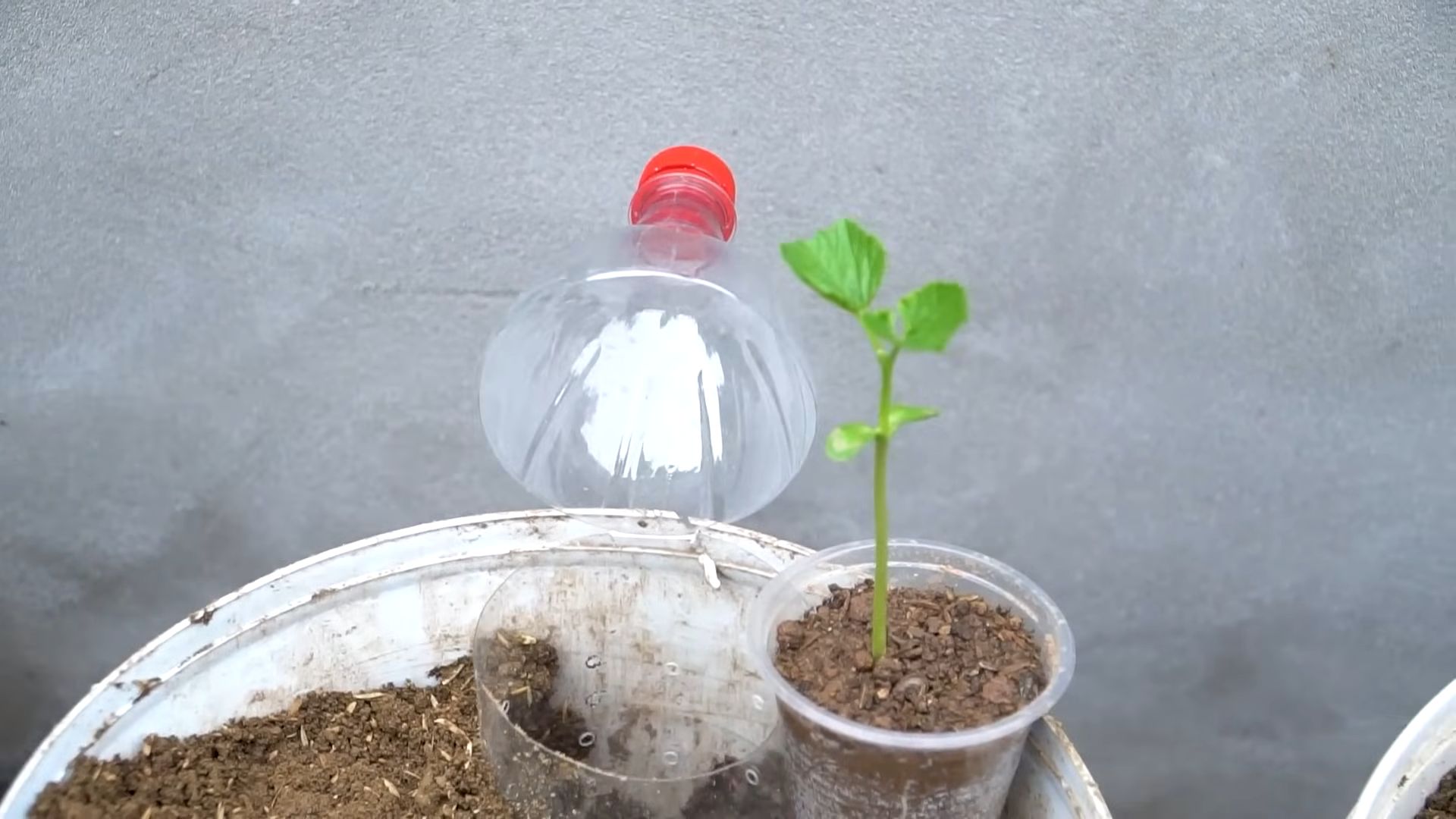 Bittermelone Anbautipps für Gärtner