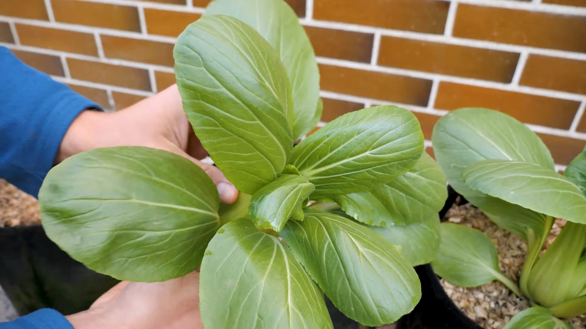 Bok Choy Anbau im Topf