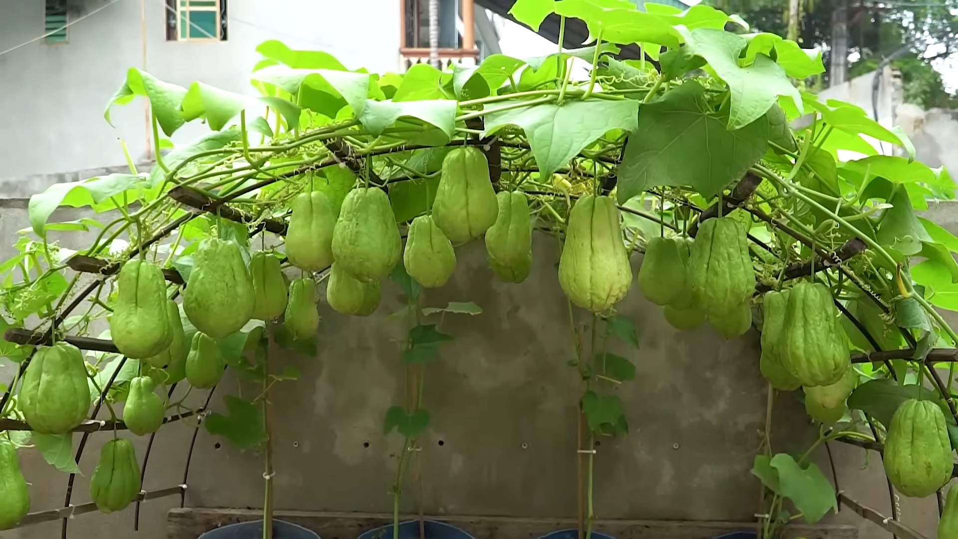 Chayote Anbau Tipps Ernte