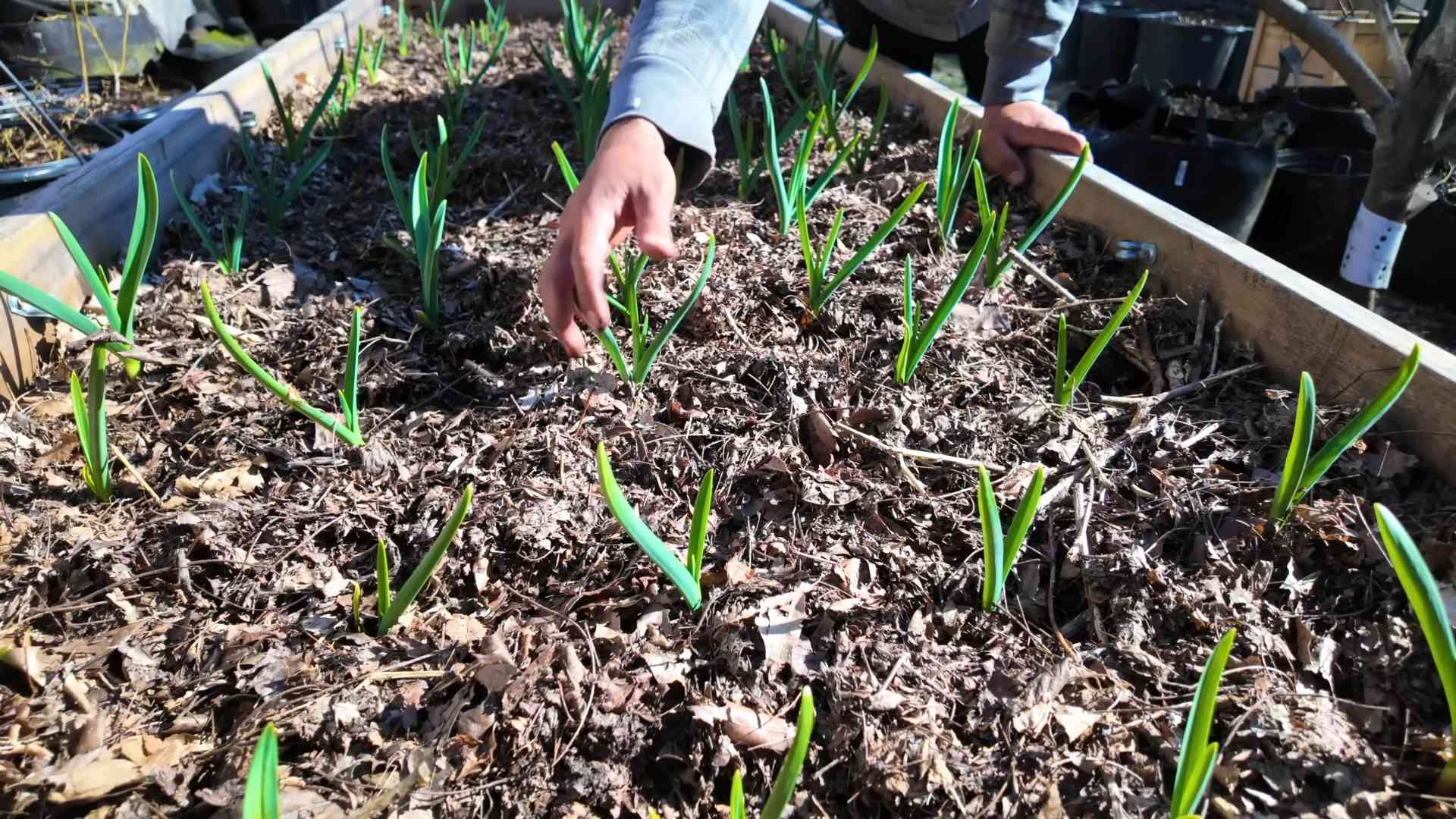 Knoblauch selber anbauen