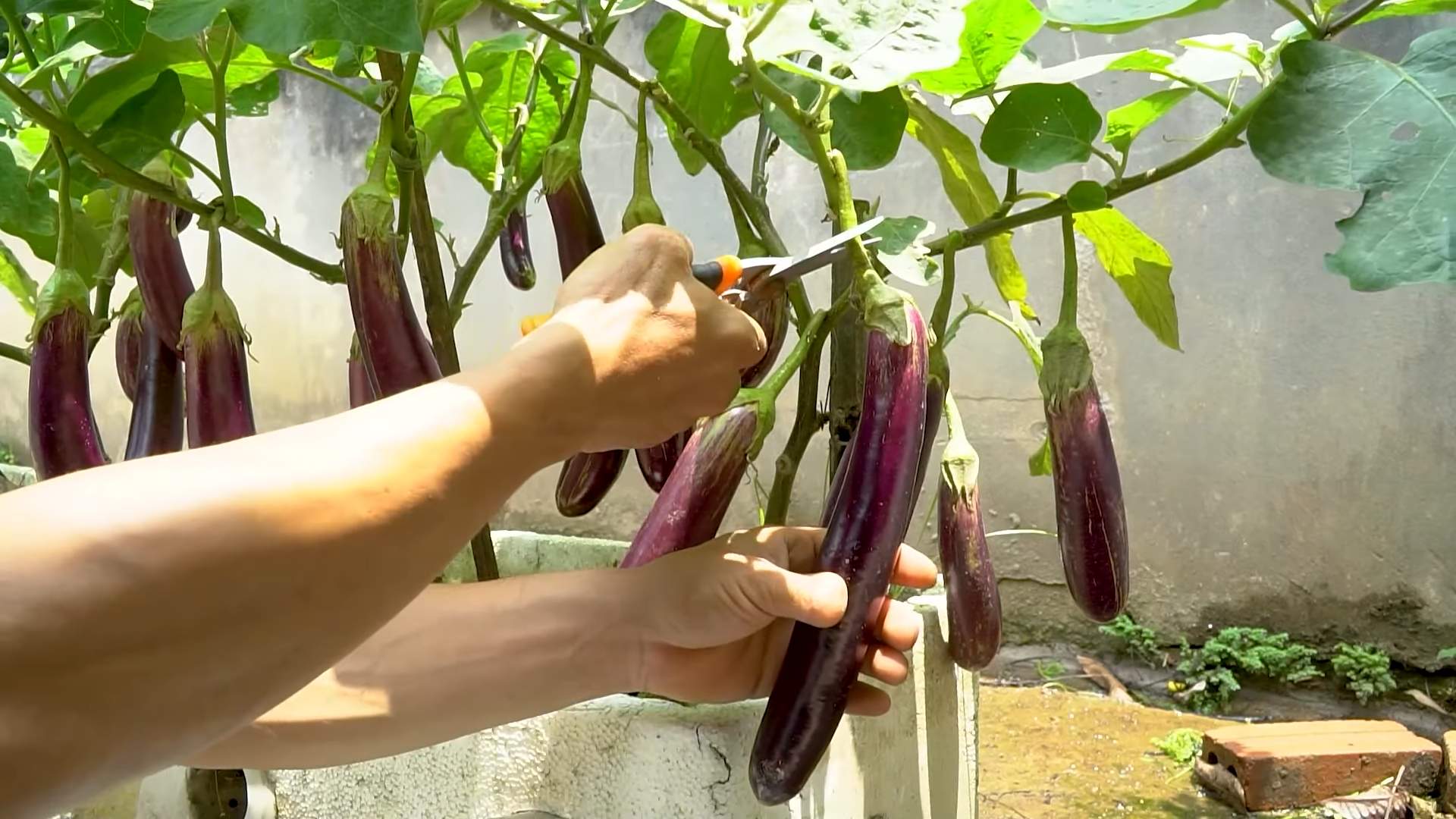 Auberginen Anbau Tipps DIY