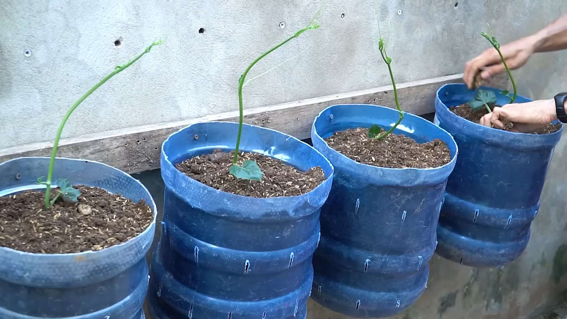 Chayote Anbau Tipps Ernte