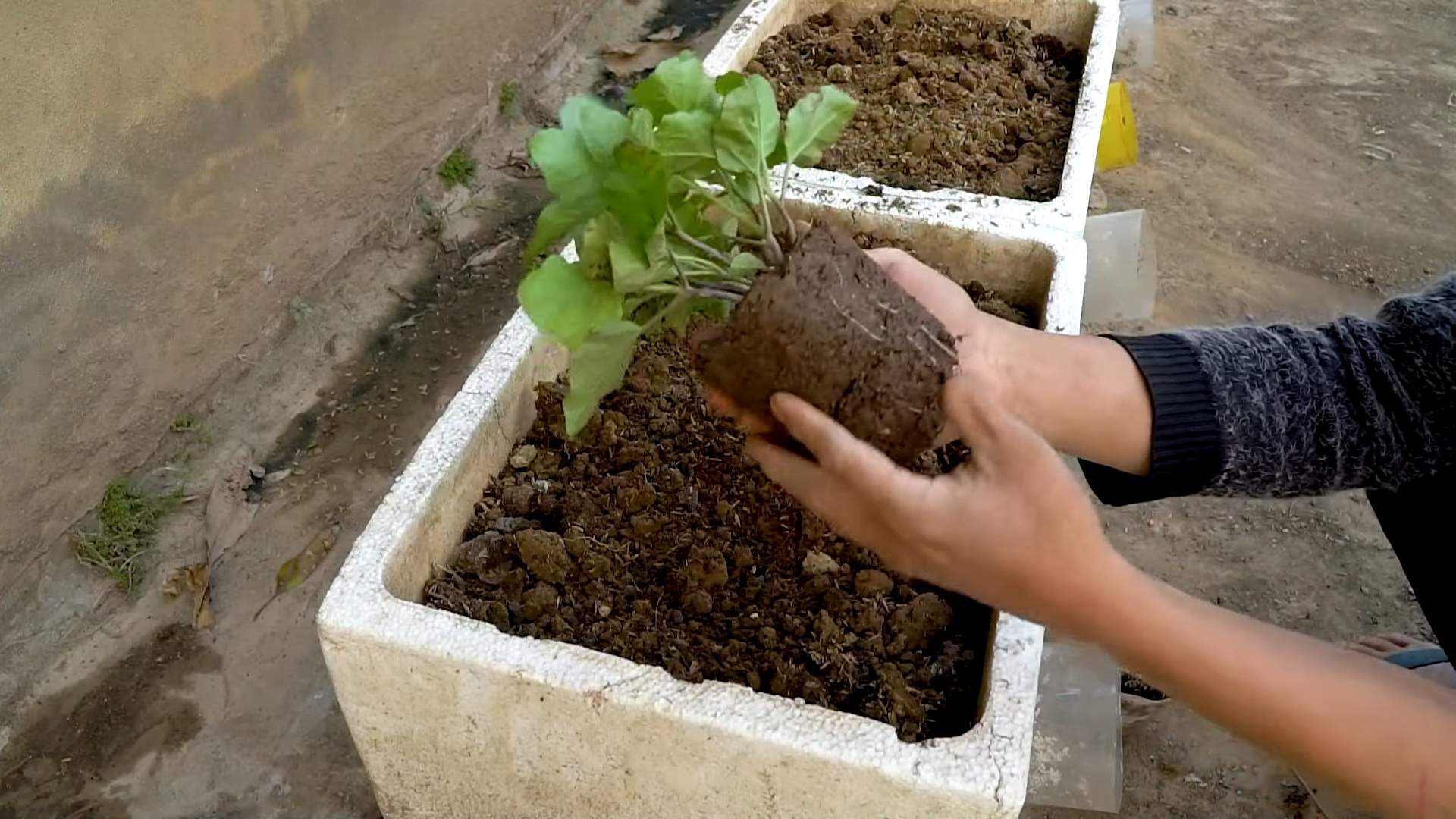 Auberginen Anbau Tipps DIY