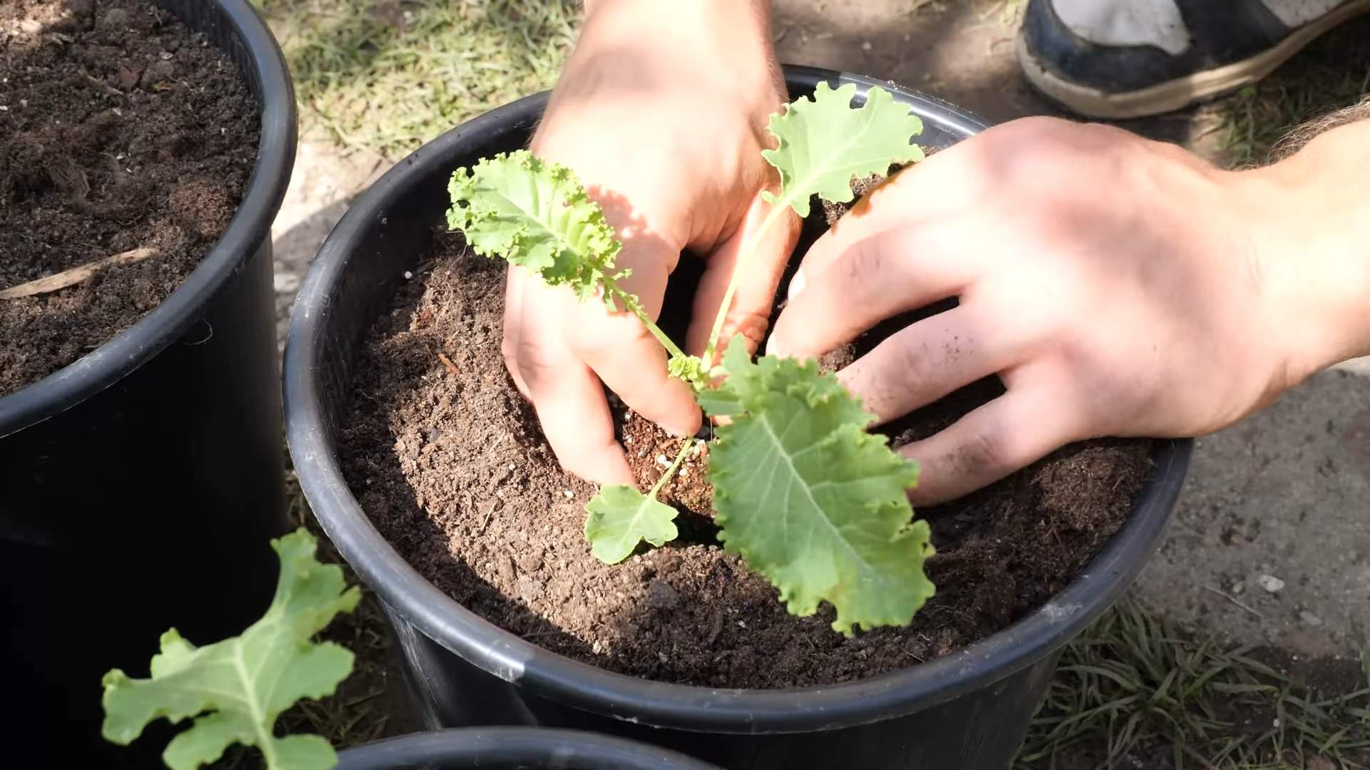 Kohl anbauen aus Samen