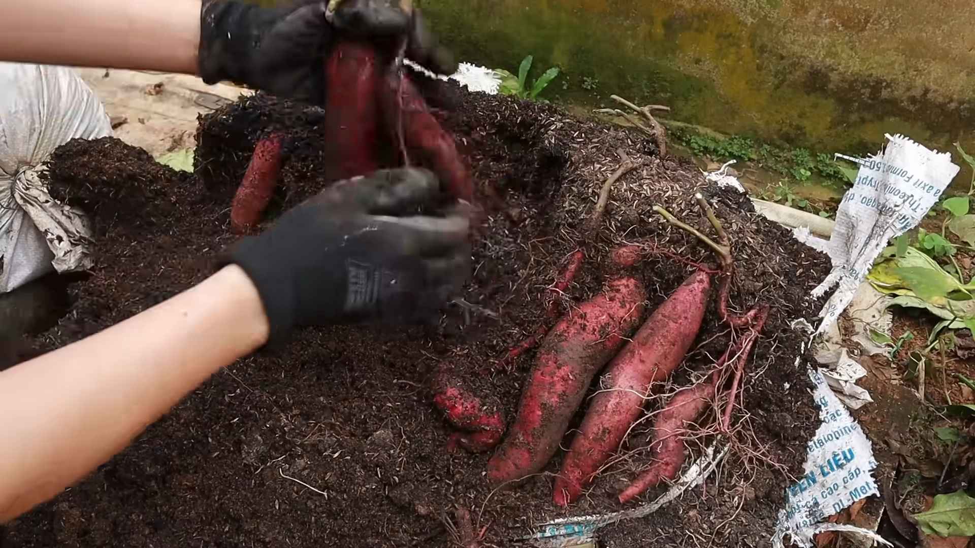 Süßkartoffeln auf Terrasse anbauen