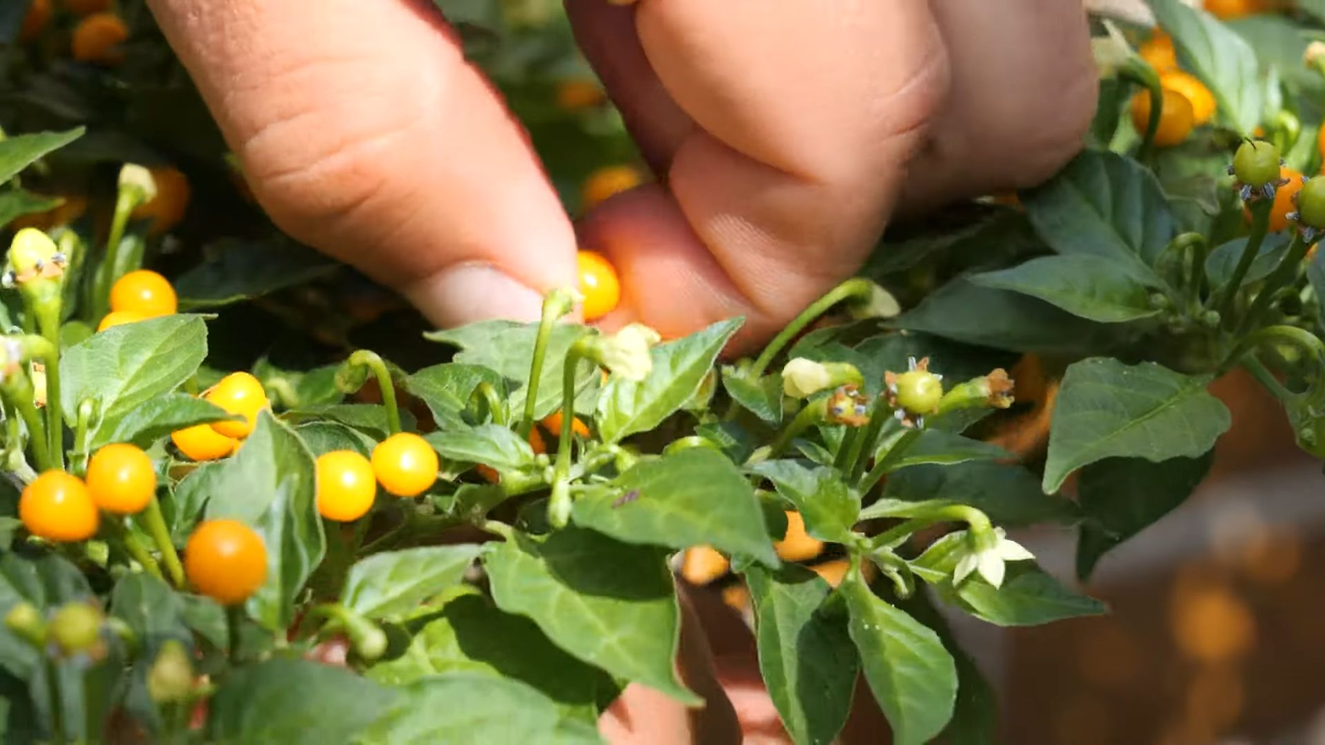 Aji Charapita Anbau im Topf
