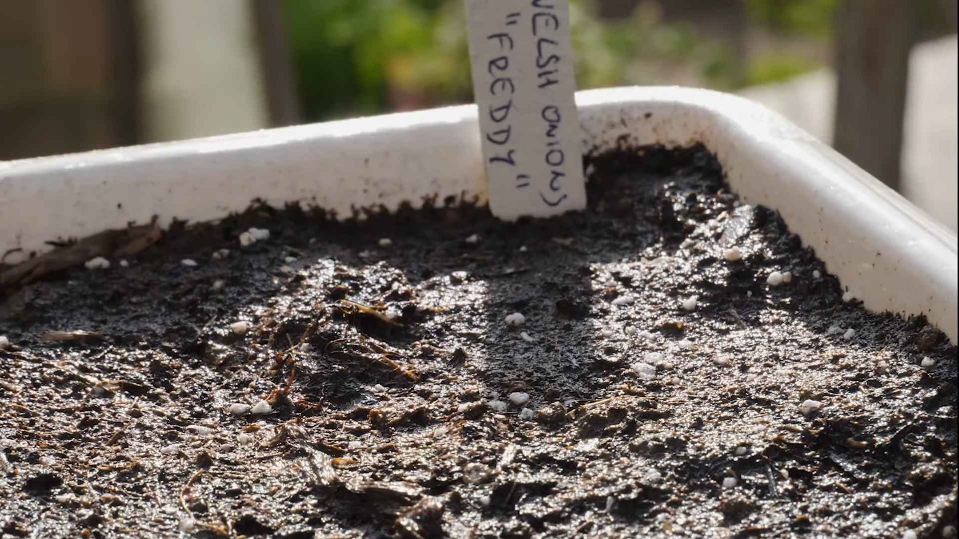 Frühlingszwiebeln im Topf anbauen